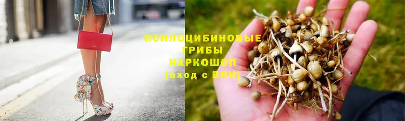 купить закладку  Гудермес  Галлюциногенные грибы Psilocybe 